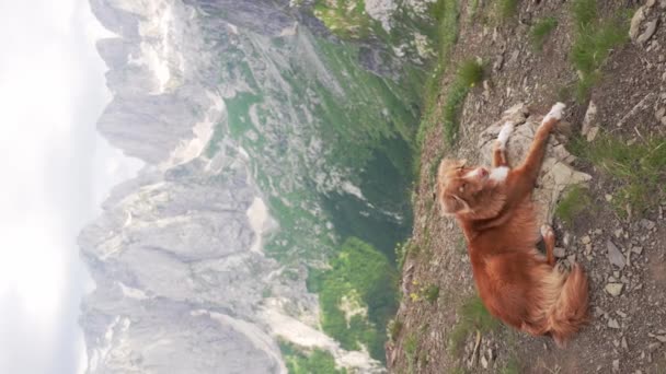 Dağlarda Köpek Gezgini Nova Scotia Ördek Paralı Köpeği Üstte Karadağ — Stok video