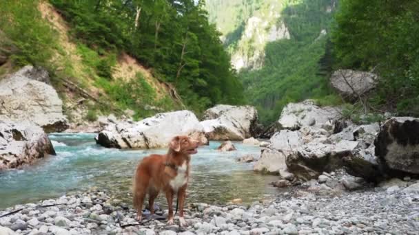 Собака Реки Новая Шотландия Утиный Ретривер Фоне Бирюзовой Воды Гор — стоковое видео