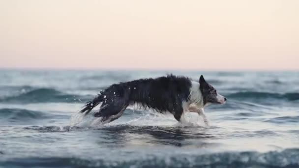 犬は水で遊んでいる 海の自然の中で休日に面白いボーダーコリー — ストック動画