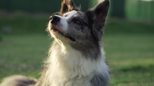 Hunden Leker Med Boll Rolig Gränscollie Naturen Sällskapsdjur — Stockvideo
