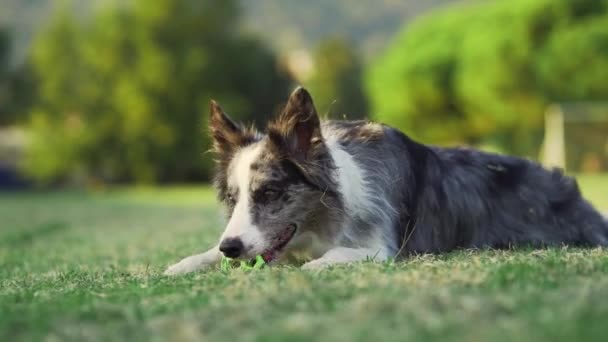 Σκύλος Παίζει Μια Μπάλα Αστεία Κόλεϊ Συνόρων Στη Φύση Κατοικίδια — Αρχείο Βίντεο