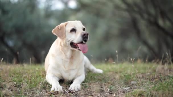 Cão Mente Abana Cauda Charmoso Labrador Retriever Natureza — Vídeo de Stock