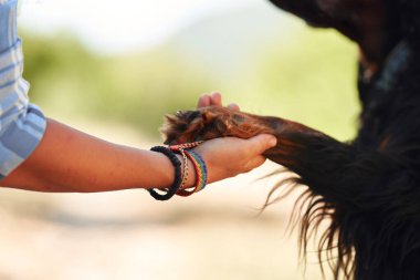 Köpek pençesini uzattı. İnsanlarla evcil hayvanlar arasındaki ilişki. Evcil hayvanlarla arkadaşlık, yakın çekim