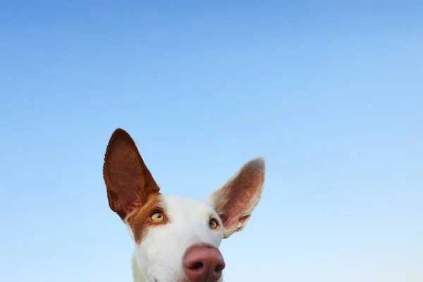 Lustiges Gesicht Eines Hundes Gegen Den Himmel Der Ibizenkische Windhund — Stockfoto