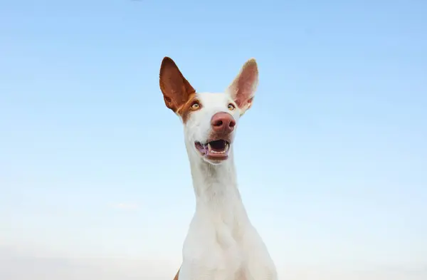 Faccia Buffa Cane Contro Cielo Ibizan Greyhound Natura Animale Domestico — Foto Stock
