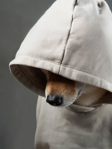 Pies Kapturze Zabawna Shiba Inu Ubraniu Zwierzęta Domowe Pomieszczeniach — Zdjęcie stockowe