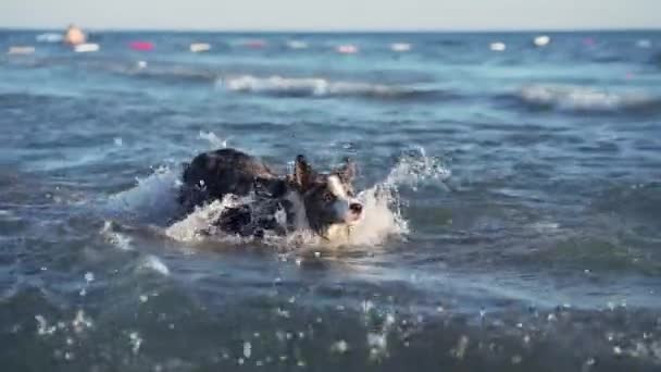 Cão Salta Sobre Água Engraçado Fronteira Collie Jogar Feriado Natureza — Vídeo de Stock