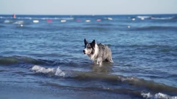 Perro Salta Agua Funny Border Collie Jugando Vacaciones Naturaleza Junto — Vídeos de Stock