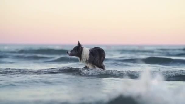 犬は水に飛び込む 海で自然の中で休日に遊ぶおかしいボーダーコリー — ストック動画