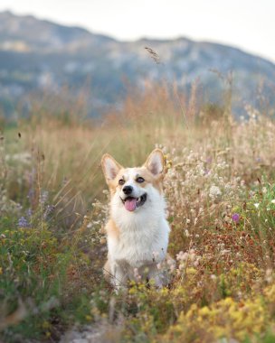 Çiçek tarlasında bir köpek. Güler yüzlü pembroke corgi doğada. Evcil hayvan. 
