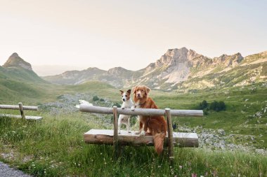 İki köpek bir bankta oturuyor ve dağlara bakıyor. Jack Russell Terrier ve Nova Scotia Retriever. Bir evcil hayvanla seyahat etmek.