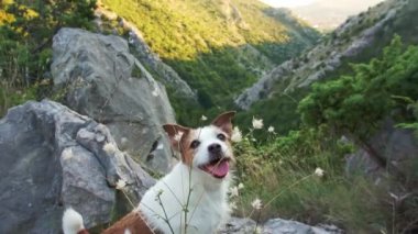 Terastaki köpek çitin üzerinden bakıyor. Dikkat Nova Scotia Ördek Avcısı dışarı bakıyor.