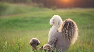 İki küçük köpeği olan kıvırcık kız gün batımına karşı. Doğadaki kadın ve kanişler güneşte