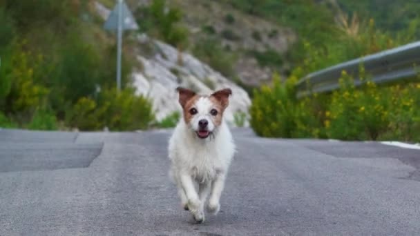Hunden Springer Längs Vägen Rolig Jack Russell Terrier Bakgrund Berg — Stockvideo