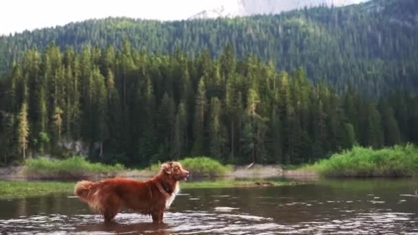 狗跳到水面上 新斯科舍省活跃分子在湖中捡鸭 — 图库视频影像