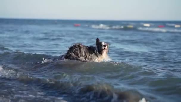 Dog Playing Water Funny Border Collie Holiday Nature Sea — Stock Video