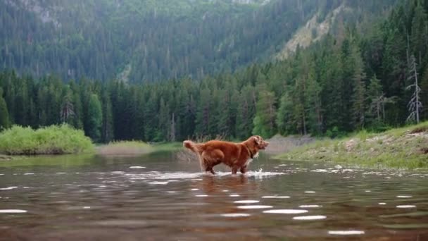 Springt Der Hund Auf Das Wasser Aktiver Nova Scotia Duck — Stockvideo