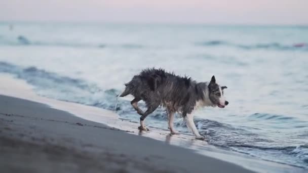 Собака Играет Воде Забавный Пограничный Колли Отдыхает Природе Моря — стоковое видео