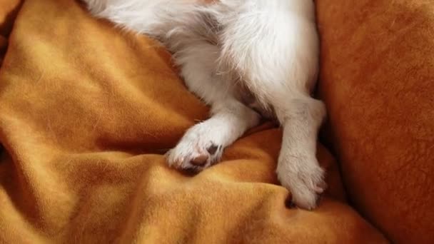 黄色いペットのベッドの上の犬 ジャック ラッセル テリアが家で休んで寝ている — ストック動画