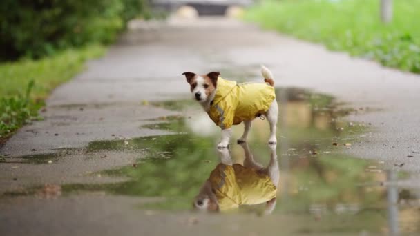 Sarı Yağmurluk Giymiş Üzgün Bir Köpek Birikintisinin Arka Planında Sonbaharda — Stok video