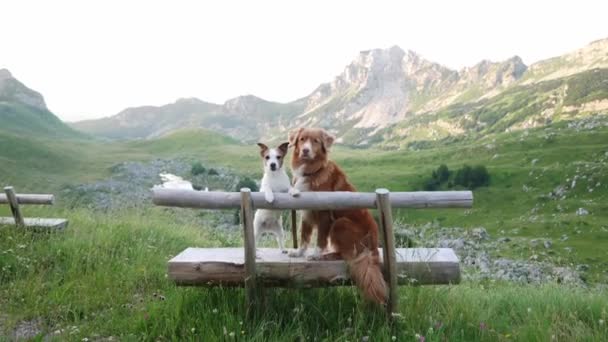 2匹の犬がベンチに座って山を見ている ジャック ラッセル テリアとノバスコシア レトリーバー ペットと一緒に旅する — ストック動画