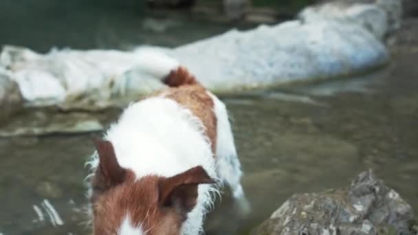 Cão Molhado Sujo Perto Água Engraçado Jack Russell Terrier Abanando — Vídeo de Stock