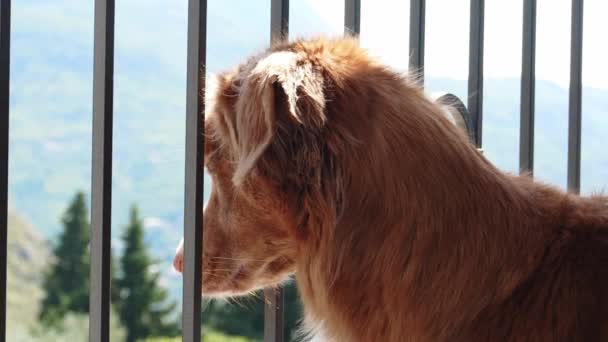 Собака Террасе Смотрит Через Забор Внимательный Ретривер Новой Шотландии Выглядывающий — стоковое видео