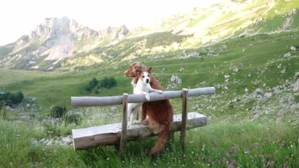 Due Cani Sono Seduti Una Panchina Guardano Montagne Jack Russell — Video Stock