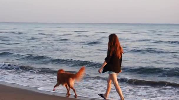 Dívka Chodí Psem Pláži Při Západu Slunce Nova Scotia Duck — Stock video