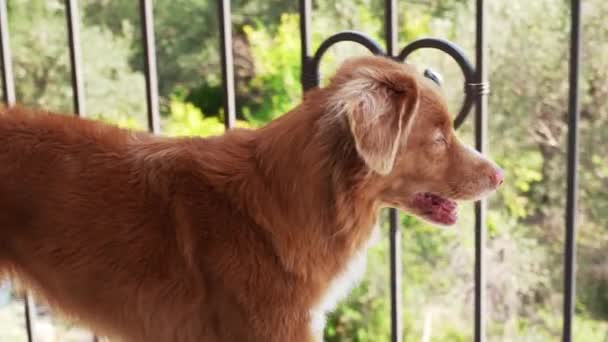 阳台上的狗从栅栏上看过去 细心的新斯科舍省鸭回收站向外张望 — 图库视频影像