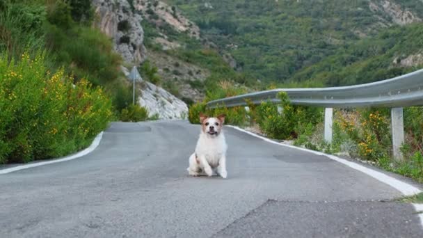 Chien Court Long Route Drôle Jack Russell Terrier Sur Fond — Video