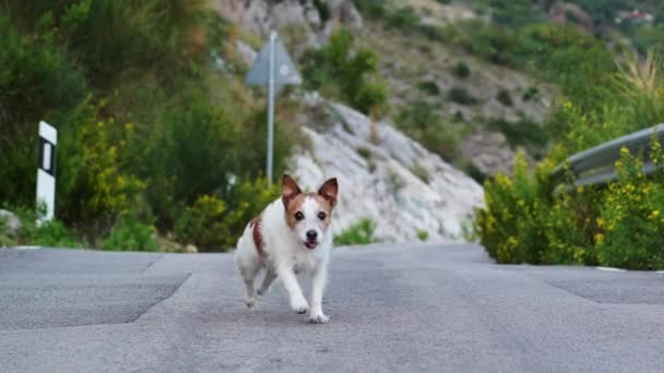 Perro Corre Por Camino Divertido Jack Russell Terrier Fondo Montañas — Vídeo de stock