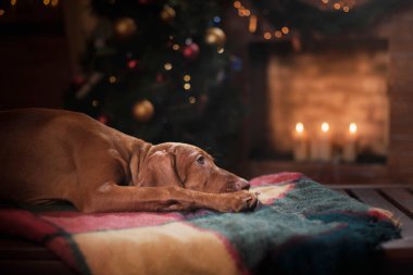 Köpek şöminenin yanında. Macar Vizsla 'sı evde bir Noel' de