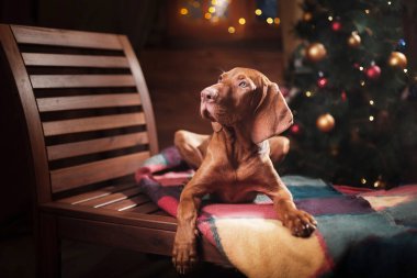 Köpek şöminenin yanında. Macar Vizsla 'sı evde bir Noel' de