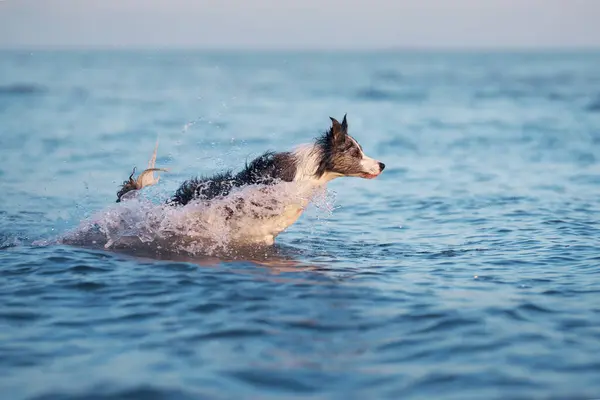 Köpek Suyun Üstüne Atlıyor Deniz Kenarında Tatilde Oynayan Komik Bir — Stok fotoğraf