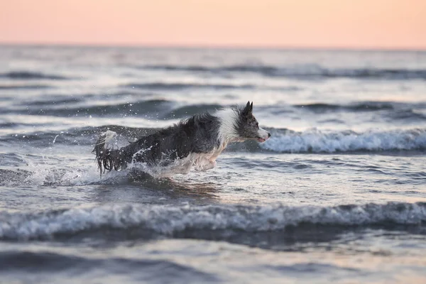 the dog jumps on the water. Funny border collie playing on holiday in nature by the sea
