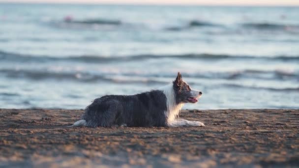 Dog Lies Beach Funny Marble Border Collie Holiday Nature Sea — Stock Video
