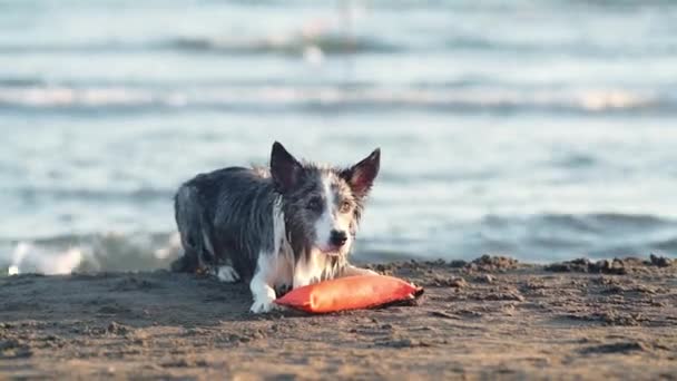 Een Hond Schudt Zich Het Strand Zee Grappige Border Collie — Stockvideo