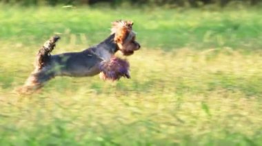 Köpek çimlerin arasında koşar. Parkta menekşe pençeli Mutlu ve Aktif Yorkshire Teriyeri