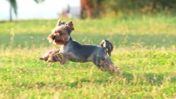 Pes Běží Trávou Šťastný Aktivní Yorkshire Teriér Fialovými Tlapkami Parku — Stock video
