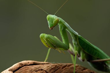 Yeşil arka planda peygamber devesi. Böcek avlar, yer, makro