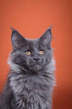 Kırmızı arka planda gri Maine Rakun Kedisi. Fotoğraf stüdyosunda kedi portresi