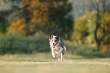 Köpek çimlerin üzerinde koşar. Parktaki aktif ve mutlu sınır köpeği. Evcil hayvanla yürü