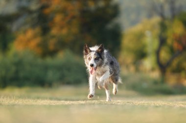 Köpek çimlerin üzerinde koşar. Parktaki aktif ve mutlu sınır köpeği. Evcil hayvanla yürü