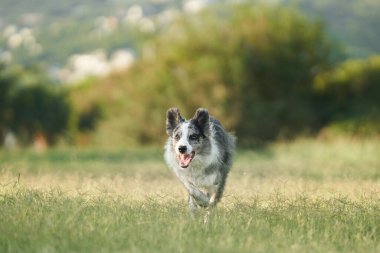 Köpek çimlerin üzerinde koşar. Parktaki aktif ve mutlu sınır köpeği. Evcil hayvanla yürü