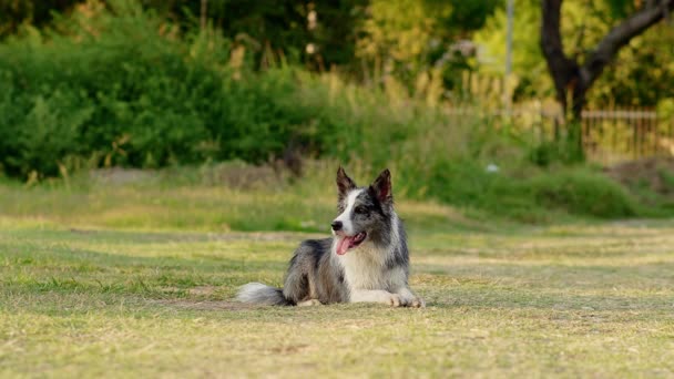 Pies Biega Trawie Aktywny Szczęśliwy Graniczny Collie Parku Zwolniony Ruch — Wideo stockowe