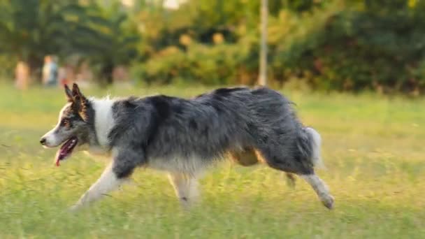 Pes Běží Trávě Aktivní Šťastná Hraniční Kolie Parku Zpomalení — Stock video