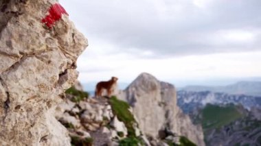 Dağlardaki kırmızı köpek. Doğada bir evcil hayvanla seyahat etmek. Nova Scotia ördek biblosunun tepesinde