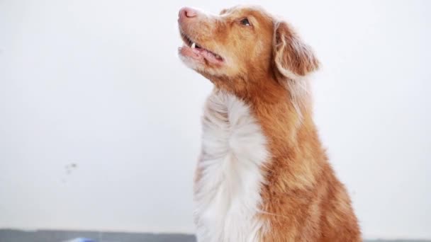 Pet Grooming Cane Viene Asciugato Sullo Sfondo Red Nova Scotia — Video Stock