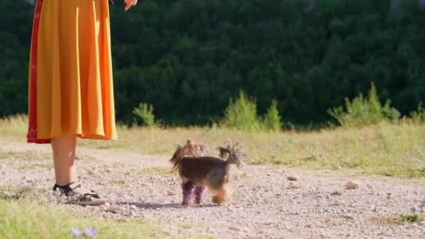 Sarı Elbiseli Bir Kız Doğada Bir Köpekle Oynar Yorkshire Teriyeri — Stok video